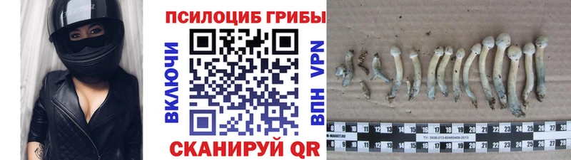 Галлюциногенные грибы Psilocybine cubensis  Павловский Посад 